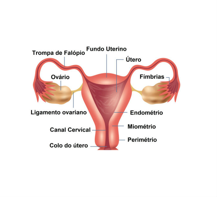 Ovarios - O Que É Gravidez Ectópica, Quais Seus Sintomas, Fatores de Risco e Tratamentos